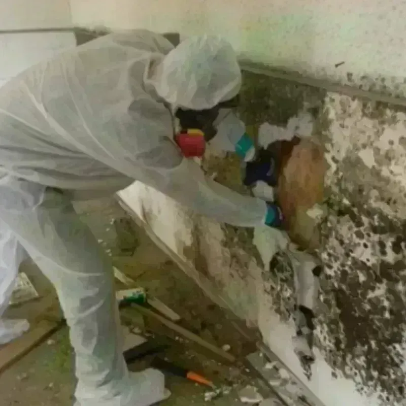 Mold Remediation and Removal in Amarillo, TX